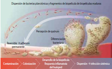 Formacion Biofilm bacteriano